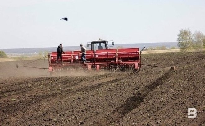 В Ютазинском районе Татарстана из-за холодов пострадало 95% посева