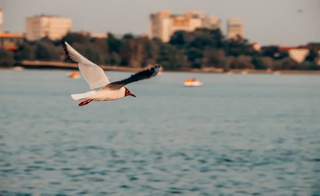 Орнитологи отметили ранний прилет чаек в Татарстан