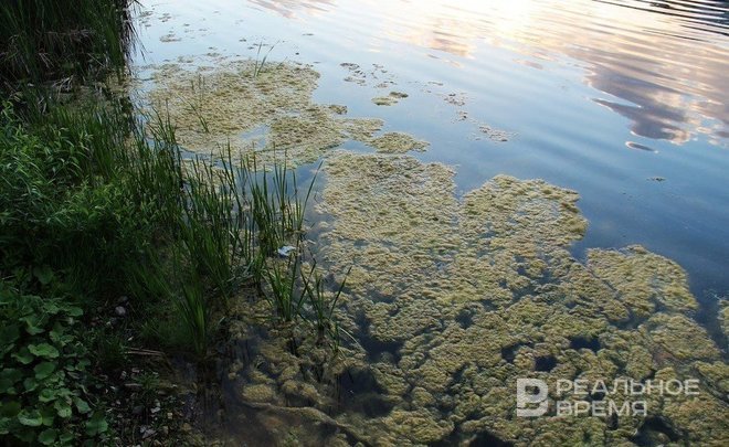 СИБУР, «Русал», «Северсталь» и НОВАТЭК рассматривают проекты по обводнению торфяников