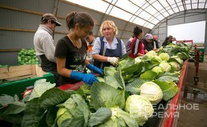 В Татарстане подорожали овощи