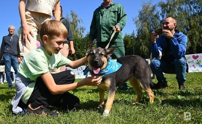 В сельском поселении Татарстана отменили карантин по бешенству животных