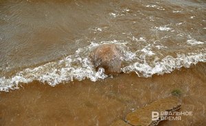 Жители Арского района Татарстана пожаловались в Минэкологии на молочный комбинат из-за загрязнения Казанки