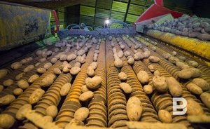 Депутат Госдумы от Татарстана заявил, что в России нет экологически чистого картофеля