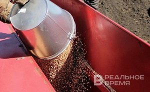 Зерно подорожало в нескольких российских регионах, включая Поволжье