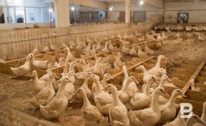 В Татарстане объявили карантин в Тукаевском районе из-за птичьего гриппа