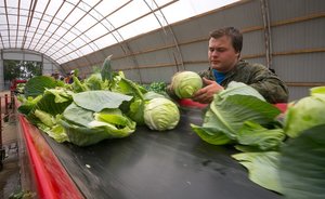 В Татарстане продолжают снижаться цены на продукты из «борщевого набора»