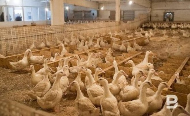 В Зеленодольском районе Татарстана прошли учения по ликвидации особо опасных болезней животных и птиц — видео