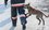 В Казани стартовала вторая «собачья перепись» среди бездомных животных
