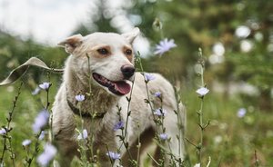 В казанском «Салават купере» организуют бесплатную вакцинацию домашних животных от бешенства