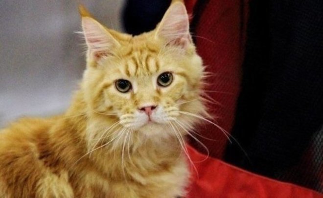 Эксперты сообщили о частых травмах питомцев в новогодние праздники