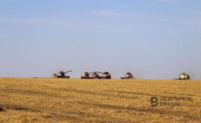 Прекращение вегетации озимых в Татарстане зафиксировали на неделю позже нормы