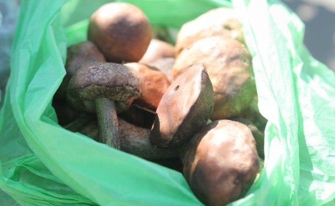 С начала этого года в Татарстане от отравления грибами пострадали 12 человек