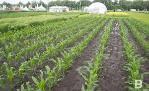 В Татарстане аграрии получили господдержку на 15,7 млрд рублей