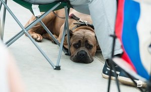 В Казани от жары начали погибать домашние питомцы