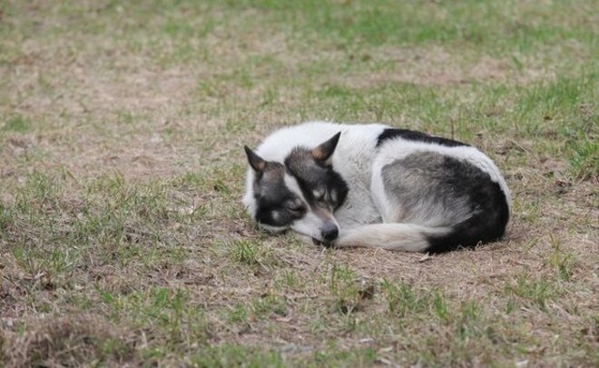 В поселении Пестречинского района Татарстана установили карантин из-за бешенства животных