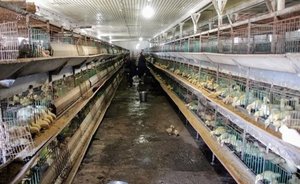 ВОЗ изучает данные о заражении россиян новым видом птичьего гриппа H5N8