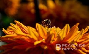 На недельку, до 22-го: бабье лето в Татарстане решило задержаться