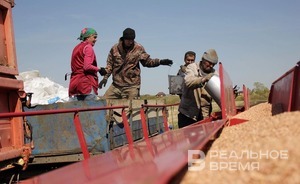 Все районы Татарстана приступили к уборке урожая зерновых культур