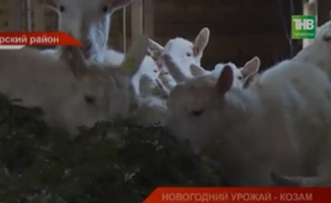 Ютуб Новогодние Елки