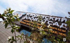 Казанский зооботсад пополнился шестью шимпанзе из Швейцарии