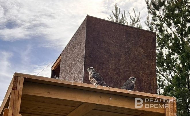 Сокол-балобан из Татарстана улетел в ОАЭ