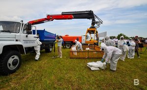 В Татарстане отменили карантин, введенный из-за африканской чумы свиней