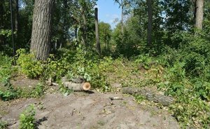 В России 2,4 млрд рублей направят на восстановление 1,2 млн гектаров лесов