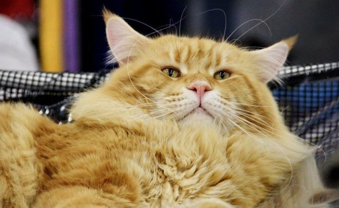 В Татарстане кот выпал с баржи, проплыл по Каме и добрался до рыбаков