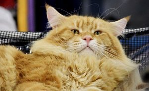 В Татарстане кот выпал с баржи, проплыл по Каме и добрался до рыбаков