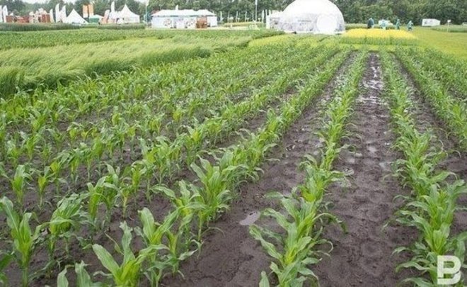 В Татарстане посевная кампания стартует через месяц