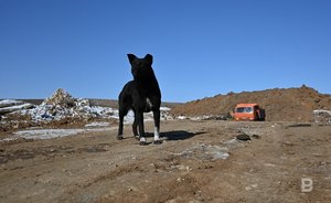 В селе Альметьевского района Татарстана отменили карантин по бешенству животных