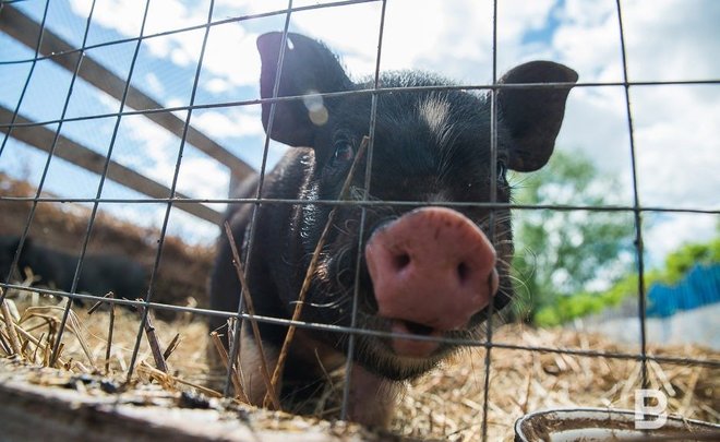 Власти Татарстана решили сократить численность диких кабанов в 40 раз