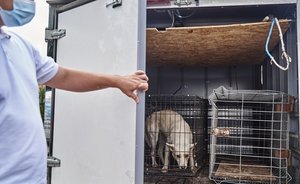 В Тукаевском районе Татарстана сняли карантин по бешенству животных