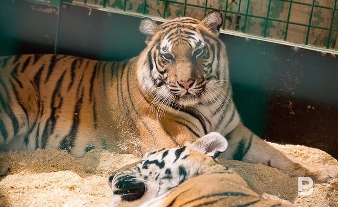 Биологи выяснили, что тигры обладают индивидуальными чертами характера