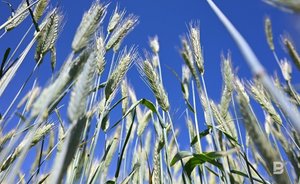 Стоимость валовой продукции сельского хозяйства в Татарстане превысила 334 миллиарда рублей