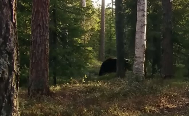 В лесах Башкортостана медведи напали на грибника и пастуха