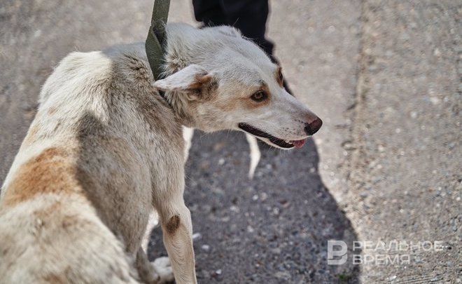 На отлов и содержание бездомных животных в Пестречинском районе Татарстана выделят почти 1,7 млн рублей