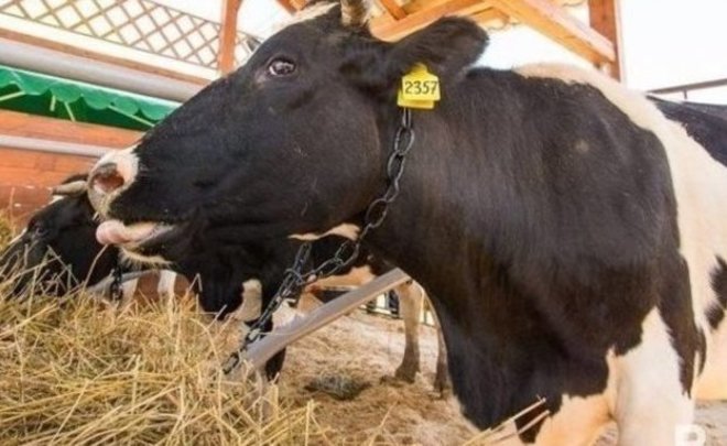 В Татарстане готова к открытию еще одна мегаферма