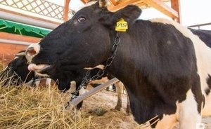 В Татарстане готова к открытию еще одна мегаферма