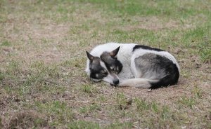 Глава Тукаевского района раскритиковал жителей из-за мусора и бездомных собак