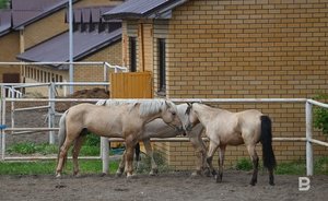 В Татарстане увеличат количество лошадей до 50 тысяч голов
