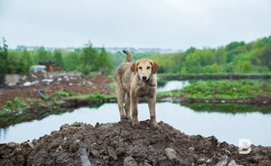 На бездомных собак бюджет Казани потратит почти вдвое больше, чем в 2020 году