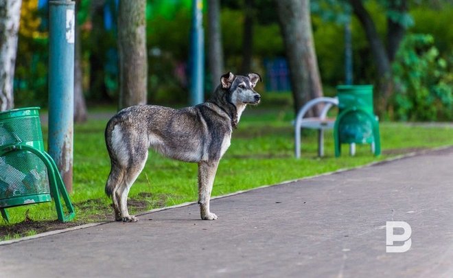 С начала года в столице Татарстана отловили 1,7 тысячи бездомных собак