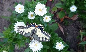 Казанцам объяснили, почему в этом году бабочки появились раньше комаров