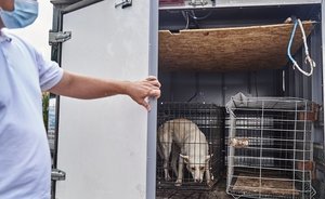 На отлов и содержание бездомных собак в Елабужском районе потратят более 1 млн рублей