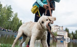В Казани после укусов животных из-за бешенства к медикам обратились более 3,5 тысячи человек
