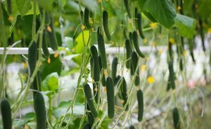 В Сибири построен ультрасовременный тепличный комплекс за 700 млн рублей