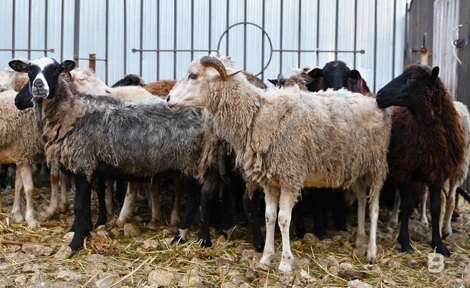 В Татарстане при проведении Курбан-байрама принесли в жертву 13,3 тысячи животных