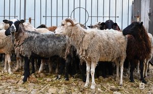 В Татарстане при проведении Курбан-байрама принесли в жертву 13,3 тысячи животных