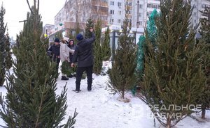 Метровую ель в Казани можно купить за 1,5 тысячи рублей